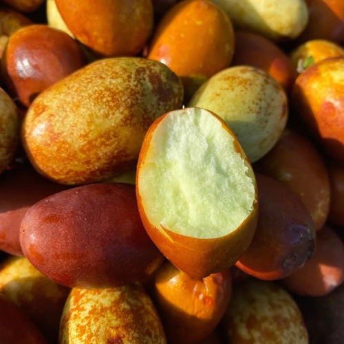 8 Months Old Li Jujube Tree Live Plant in Pot, 10 to 14 Inches in Tall, Rare Fruit Tree, High Yield, Dormant in Winter
