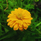 2 Yellow Zinnia Plants Live, Zinnia Live Plants for Planting, Flower Plant, 4 Inches Pot