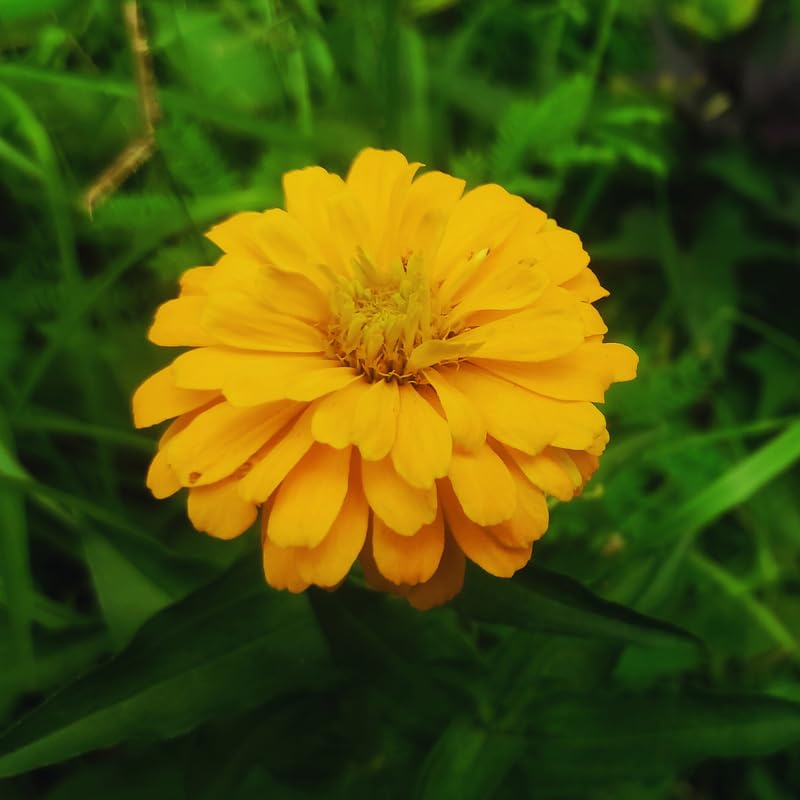 2 Yellow Zinnia Plants Live, Zinnia Live Plants for Planting, Flower Plant, 4 Inches Pot