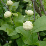Sambac Jasmine Live Plant in Pot, 6-8 Inch Tall, Fragrant White Jasmine Flower Plant Potted for Planting