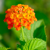 Set 3 Lantana Plants Live for Planting, 6-9 Inch Height, Ornamental Lantana Live Plants Ready to Grow (Yellow Gold Lantana)