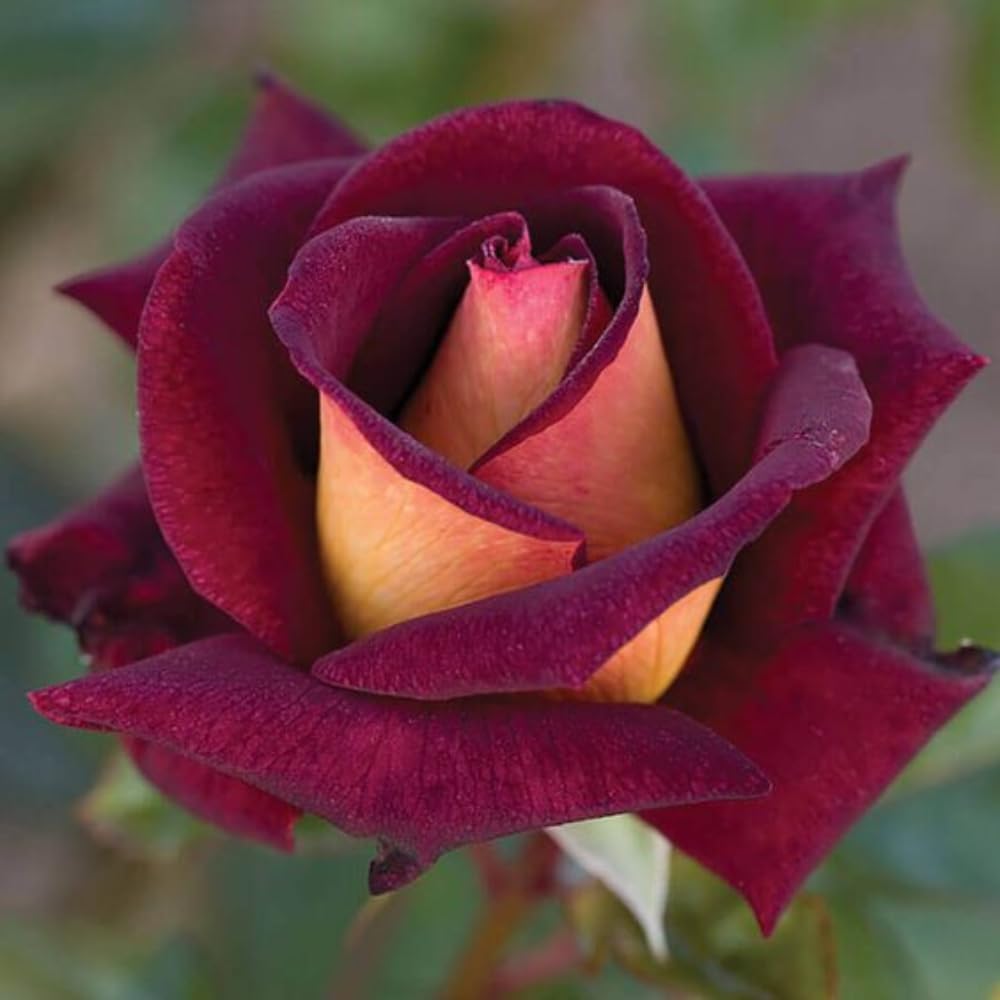 Rose Bush Live Plant - Climbing Rose Plant Live - Bareroot with Soil 7-10 Inch Tall - Fragrant Rose Flowers Heirloom Rose Shrub (Dark Night Rose)