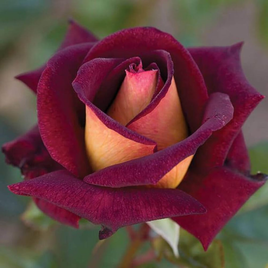 Rose Bush Live Plant - Climbing Rose Plant Live - Bareroot with Soil 7-10 Inch Tall - Fragrant Rose Flowers Heirloom Rose Shrub (Dark Night Rose)