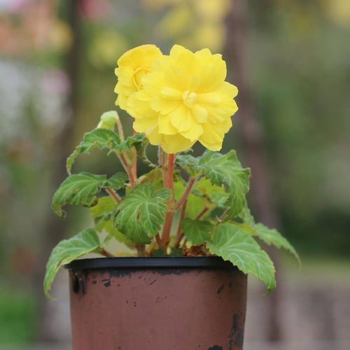 3 Begonia Live Plants, Begonia Flowering Plants, Flowers Outdoor Garden 4 Inches