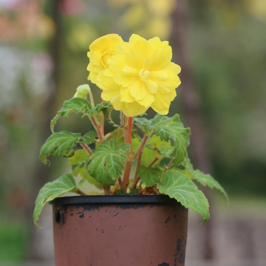 3 Yellow Begonia Live Plants, Begonia Flowering Plants, Flowers Outdoor Garden 4 Inches