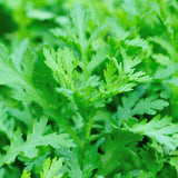 4000 Tan O Chrysanthemum Seeds,Edible Chrysanthemum Greens Seeds, Fast Growing Vegetable for Garden, Containers, and Home Growing