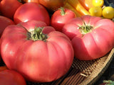 Lot 4 Tomato Plants Live for Planting Outdoors, Large and Juicy Tomatoes, Well Rooted, 6 to 8 Inch - Brandywine Pink
