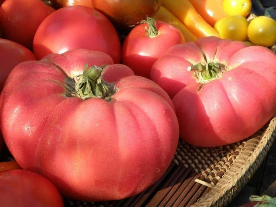 Lot 4 Tomato Plants Live for Planting Outdoors, Large and Juicy Tomatoes, Well Rooted, 6 to 8 Inch - Brandywine Pink