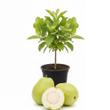 Guava Plant Live, White Guava Tree Live Plant in 4 Inc Potted, Easy Tropical Fruit for Gardens
