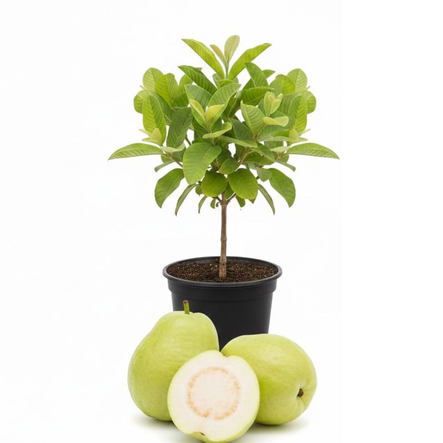 Guava Plant Live, White Guava Tree Live Plant in 4 Inc Potted, Easy Tropical Fruit for Gardens