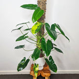 2 Rare Philodendron Live Plants Varieties Collection, Philodendrons Plants Size 5-9 Inc for Indoor Houseplant Décor, Ornamental Tropical Well-Rooted (Variegated Vining Philodendron Plants)