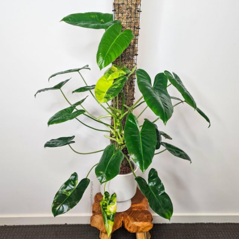 2 Rare Philodendron Live Plants Varieties Collection, Philodendrons Plants Size 5-9 Inc for Indoor Houseplant Décor, Ornamental Tropical Well-Rooted (Variegated Vining Philodendron Plants)
