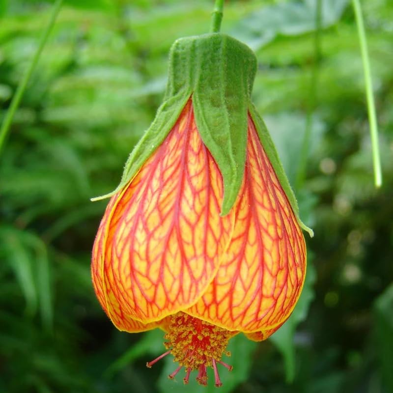 Pack 2 Orange Abutilon Plants Live for Planting 4 to 6 Inch Tall, Lantern Abutilon Flowering Live Plants, Fragrant Abutilon Well Rooted Plug