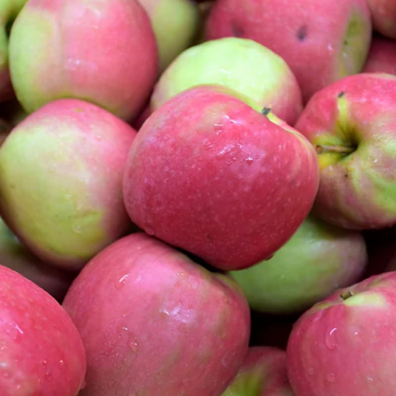 2-3 Ft Apple Tree Live Plant Bare Root, Live Apple Plant, Cold Hardy Fruit Plants for Home Garden Planting Spring (Pink)