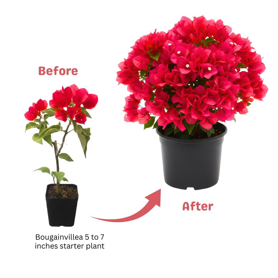 Red Bougainvillea Plant Live, Bougainvillea Live Plant, 5 to 7 Inches Tall, Vibrant Long Lasting Blooms, Ideal for Trellis, Landscape and Outdoor Garden