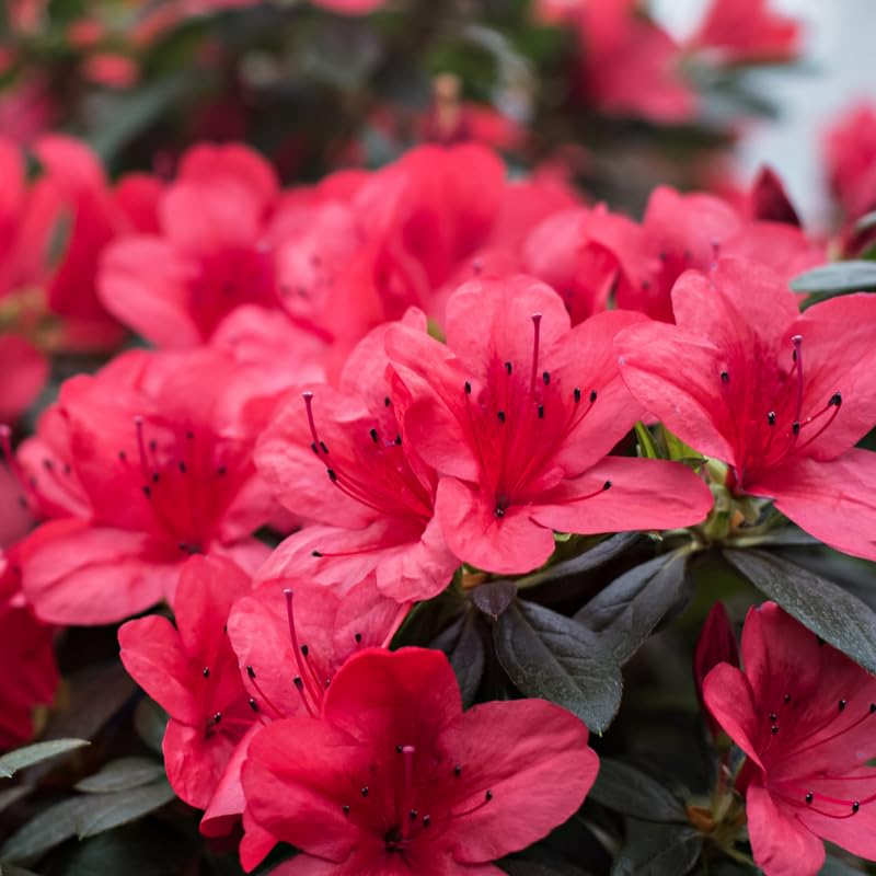 Red Azalea Plant in 4 Inch Pot, 8-10 Inch Tall, Azalea Bush Rhododendron Like Flowering Shrub with Vibrant Spring Blooms for Garden and Containers