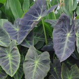 Light Green Black Colocasia Plants, 3-6" Elephant Ear Esculenta Taro Alocasia Live Plant for Outdoor Planting, Alocasia Plants Bare Root, No Pot, Live Colocasia Houseplant