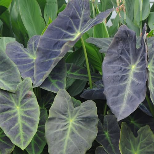 Light Green Black Colocasia Plants, 3-6" Elephant Ear Esculenta Taro Alocasia Live Plant for Outdoor Planting, Alocasia Plants Bare Root, No Pot, Live Colocasia Houseplant