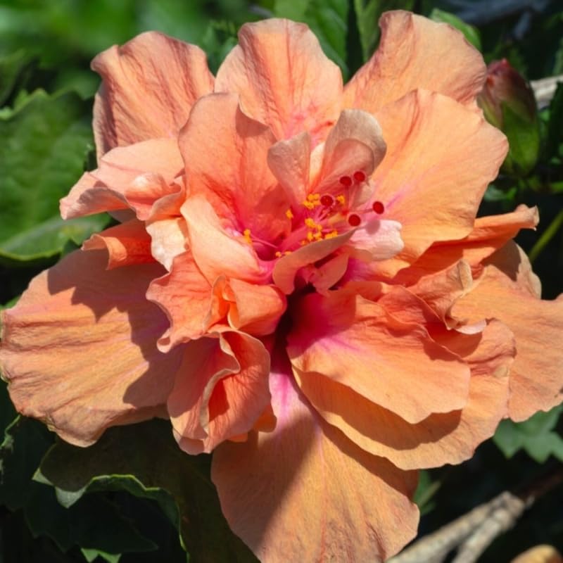 Golden Peach Hibiscus Plant Live, Hardy Hibiscus Flowers Colorful Blooms for Outdoor Landscapes, 8-10 Inch Height, Hibiscus Shrubs, No Pot, Well-Rooted