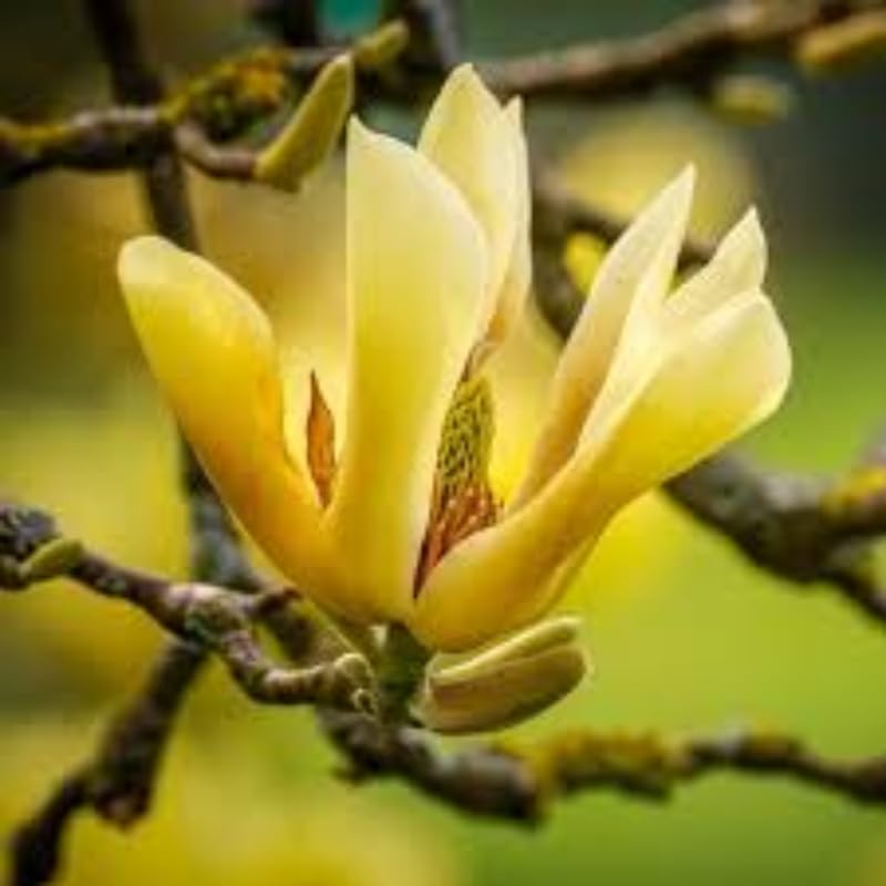 2 Magnolia Trees Live Plants, Fragrant Magnolia Plant Live for Planting Outdoor 6-12 Inch Height, in Pot, Beautiful Magnolia Flowers Tree (Yellow Bird Magnolia)