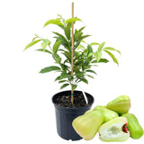 Green Wax Apple Tree Live, Apple Fruit Tree 2–3 Feet Tall, Tropical Fruit Tree for Outdoor Planting