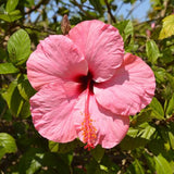 Hibiscus Flower Plant, Hibiscus Plants Live, Tropical Hibiscus Plant, Pink Hibiscus - Zone 10 to 12, Size 5 to 7 Inch Tall