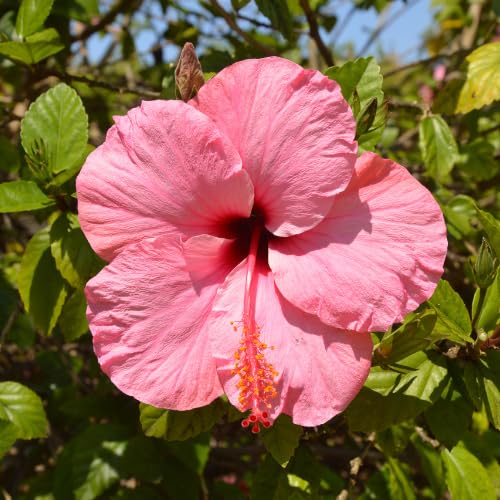 Hibiscus Flower Plant, Hibiscus Plants Live, Tropical Hibiscus Plant, Pink Hibiscus - Zone 10 to 12, Size 5 to 7 Inch Tall