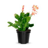 Orange Thanksgiving Cactus in 4" Pot for Spring Planting, Indoor Outdoor Home Decor