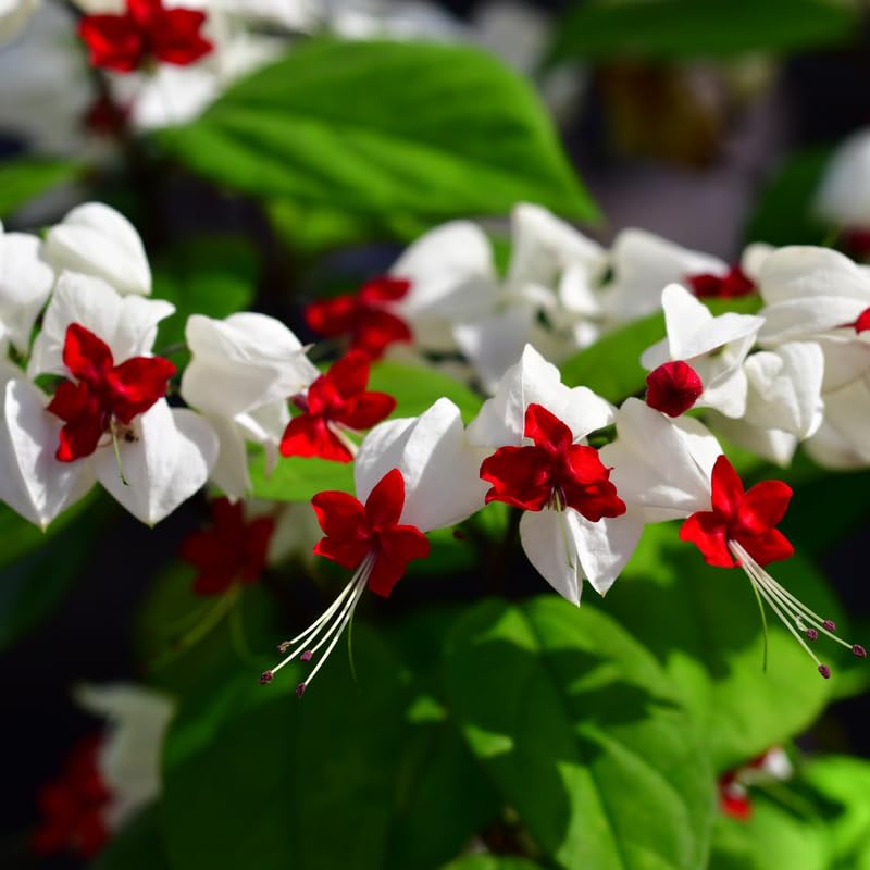 Bleeding Heart Plant Live for Planting, Clerodendrum Bleeding Heart Vine Well Rooted 5 to 9 Inch Tall (White Bleeding Heart)
