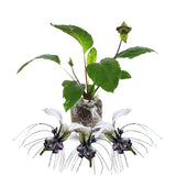 Bat Orchird Tacca Chantrieri Houseplant, Assorted Bat Flower Live Plant, Indoor Outdoor 5-9 Inches Tall