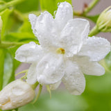 Arabian Jasmine Plant Live, Maid of Orleans Sambac Jasmine Live Plants Climbing Vine Indoor Outdoor Fragrant Flower Garden Planting