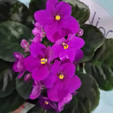 Purple African Violets Live Plants House Plants in 4" Pot, Vibrant Blooms for Indoor Décor, Home or Office, Easy to Grow
