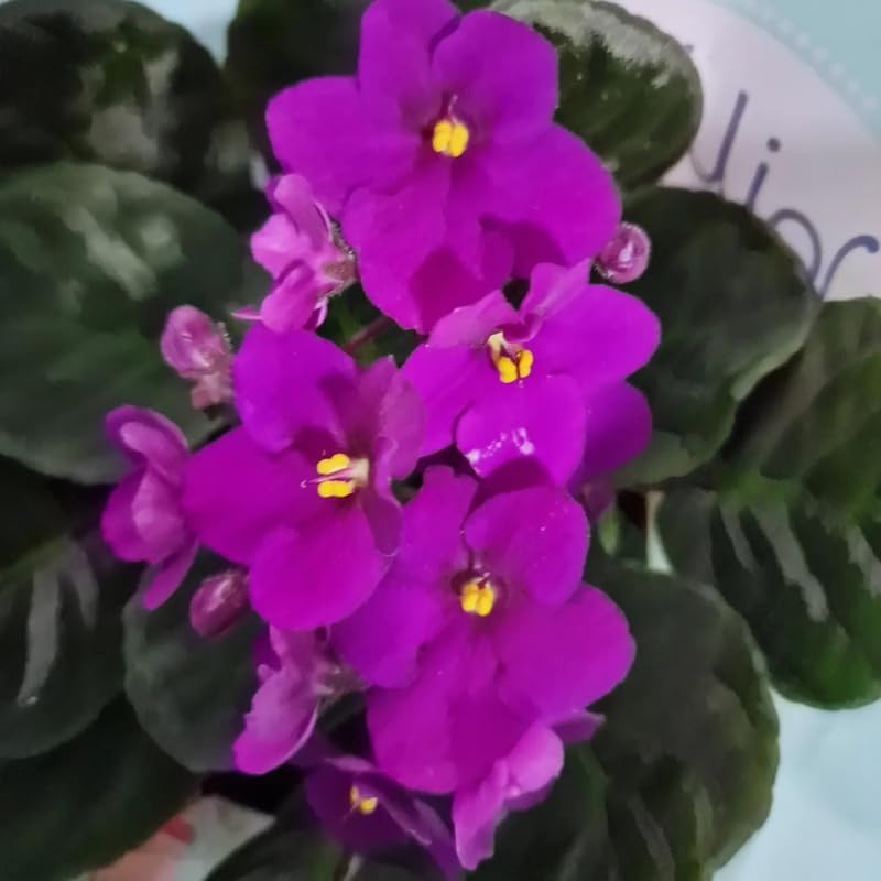 Purple African Violets Live Plants House Plants in 4" Pot, Vibrant Blooms for Indoor Décor, Home or Office, Easy to Grow