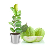 White Guava Tree Plant, Live Guava Tree for Planting, Guava Tree Live Plant 6-9 Inc in Tall in 4 Inc Pot