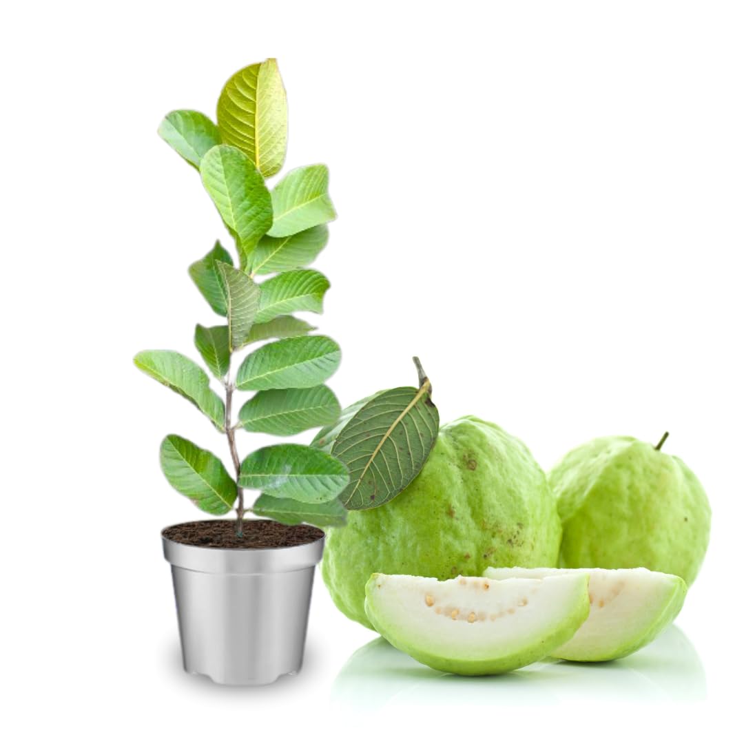 White Guava Tree Plant, Live Guava Tree for Planting, Guava Tree Live Plant 6-9 Inc in Tall in 4 Inc Pot