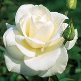 Rose Bush Live Plant - Rose Plant Live - Bareroot with Soil 5-10 Inch Tall - Fragrant Flowers Shrub