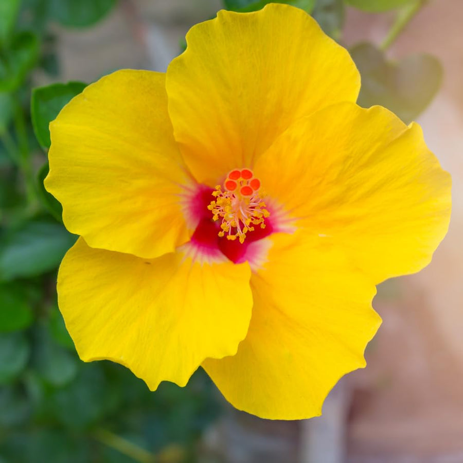 Red Yellow Hibiscus Plant Live, Well-Rooted Hibiscus Flowers, 5-7 Inches Tall, Tropical Flowering for Indoor Outdoor Planting
