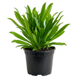 Culantro Plant Live, Culantro Plant for Planting, 4 Inc Tall, Fragrant Culinary Herbs for Container, Indoor Outdoor Garden