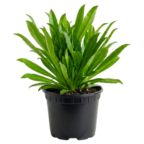 Culantro Plant Live, Culantro Plant for Planting, 4 Inc Tall, Fragrant Culinary Herbs for Container, Indoor Outdoor Garden