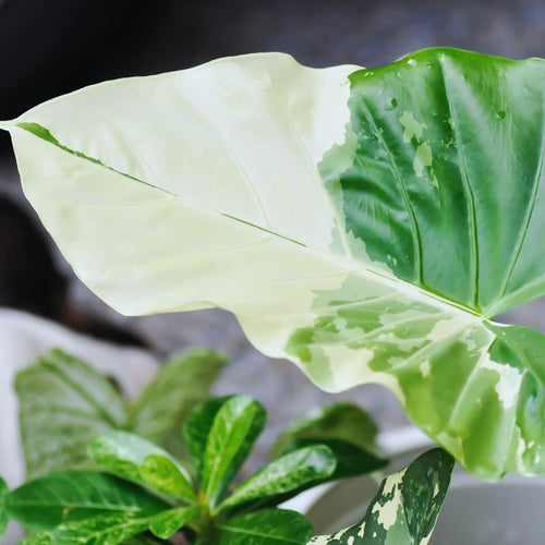 2 Alocasia Live Plants, Live Alocasia Plants Indoor, 3 to 5 Inches, Colocasia Plant, Elephant Ear Esculenta Taro Colocasia Plant House Plant (Giant Variegated)