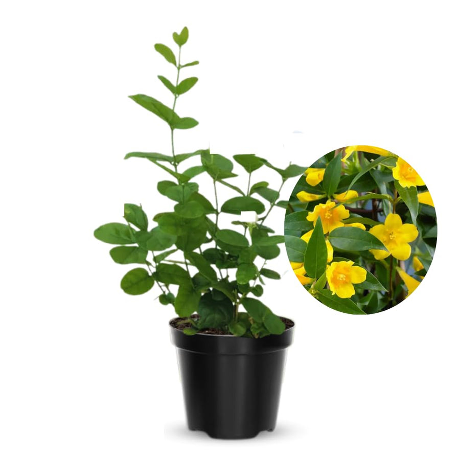 2 Jasmine Plants Live, Jasmine Flower Plant, 5 Inc Long, Annual Blooming Climbing Vine (Yellow)