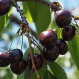 2 Black Cherry Trees Live Plant, Sweet Cherry Plant Live Fruit Tree, Bareroots Dormant 1-1.5 Feet Height, Wild Black Cherry Tree Plant for Planting