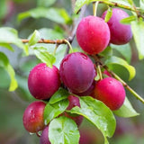 Set of 2 Wild Plum Trees Live Plants 1-2 Feet Tall, Plum Fruit Trees for Outdoor Garden Spring Growing, Cold Hardy, Dormant in Winter