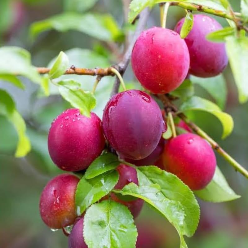 Set of 2 Wild Plum Trees Live Plants 1-2 Feet Tall, Plum Fruit Trees for Outdoor Garden Spring Growing, Cold Hardy, Dormant in Winter