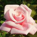 Well-Rooted Rose Live Plant, Climbing Roses Live Plant, Fragrant Climber Plant for Planting, No Leaf, Trim Back, 5-9" in Tall, Bare Root (Rose Pink)
