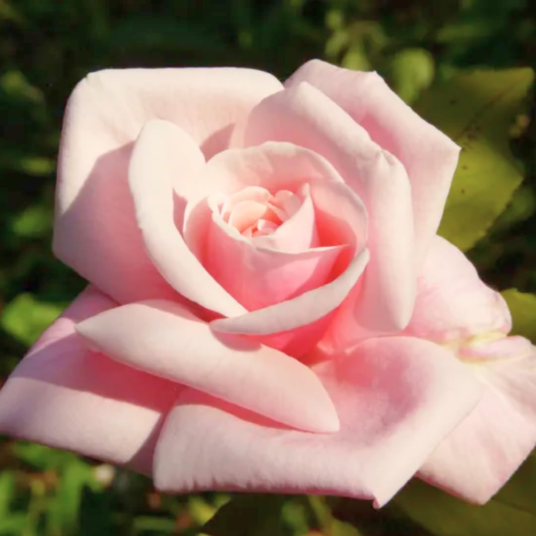 Well-Rooted Rose Live Plant, Climbing Roses Live Plant, Fragrant Climber Plant for Planting, No Leaf, Trim Back, 5-9" in Tall, Bare Root (Rose Pink)