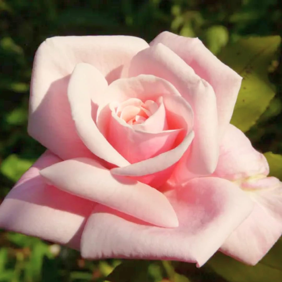 Well-Rooted Rose Live Plant, Climbing Roses Live Plant, Fragrant Climber Plant for Planting, No Leaf, Trim Back, 5-9" in Tall, Bare Root (Rose Pink)