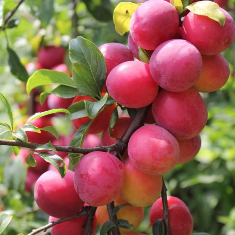 Pack 2 Plum Plants Live for Planting, 18-24 Inch Tall Bareroots, Sweet American Plum Tree Live Plant, Plum Tree Plant Live to Grow Outdoors
