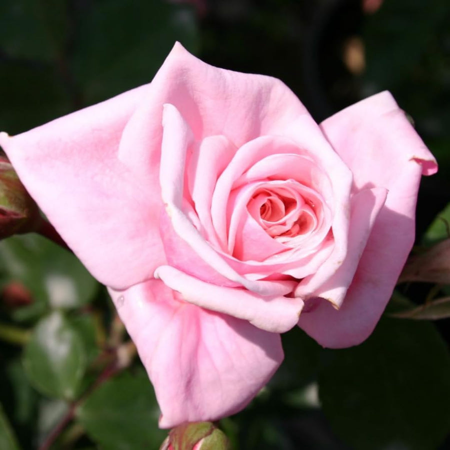 Pink Rose Live Plant, Climbing Rose Plant Live, Pink Climber Plant for Planting, No Leaf, Trim Back, Well Rooted, Bare Root