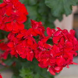 4 Geranium Plants Live, Live Geranium Plant, Red Geranium Flower Plants Outdoor, 4 to 6 Inches Tall, Geranium Plant Indoor
